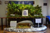 Detenida pareja que cultivaba marihuana en su casa