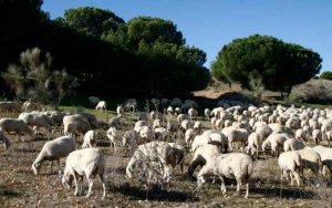 La Junta pide a Gobierno que abone daños del lobo