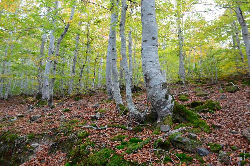 El hayedo del Moncayo - fotos