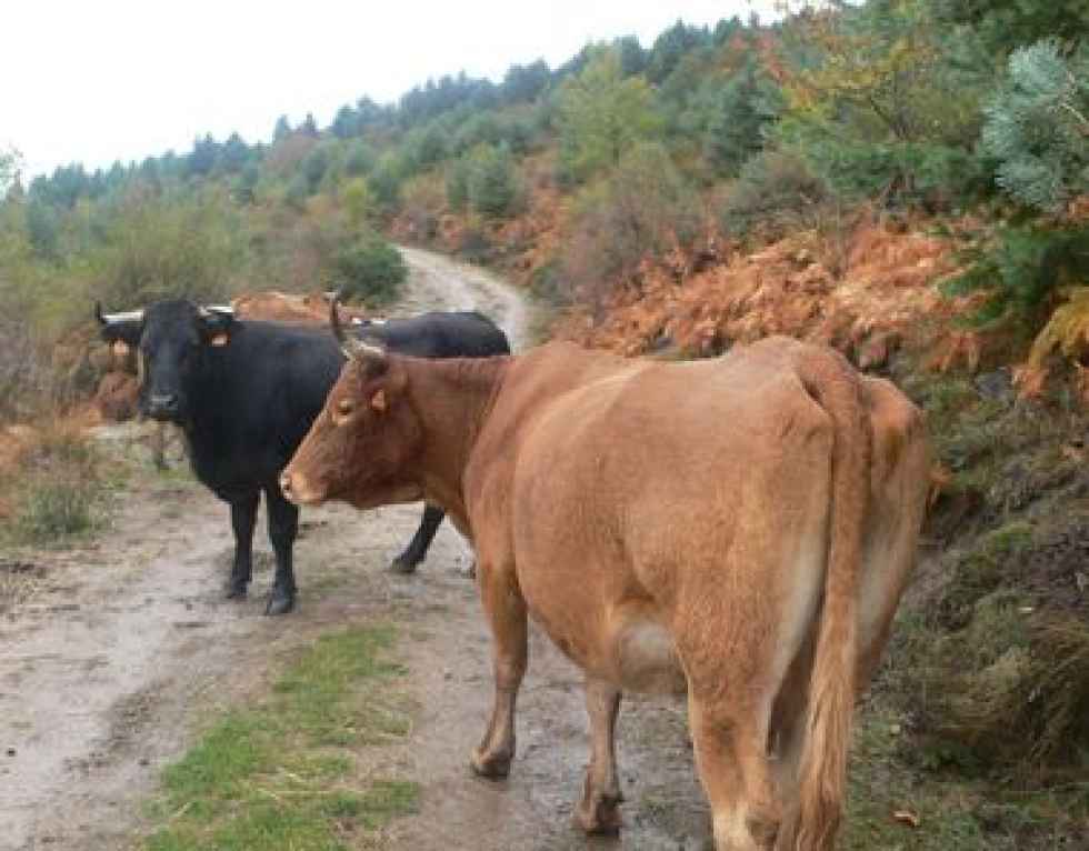 Heridos tras embestida de vaca en El Espinar