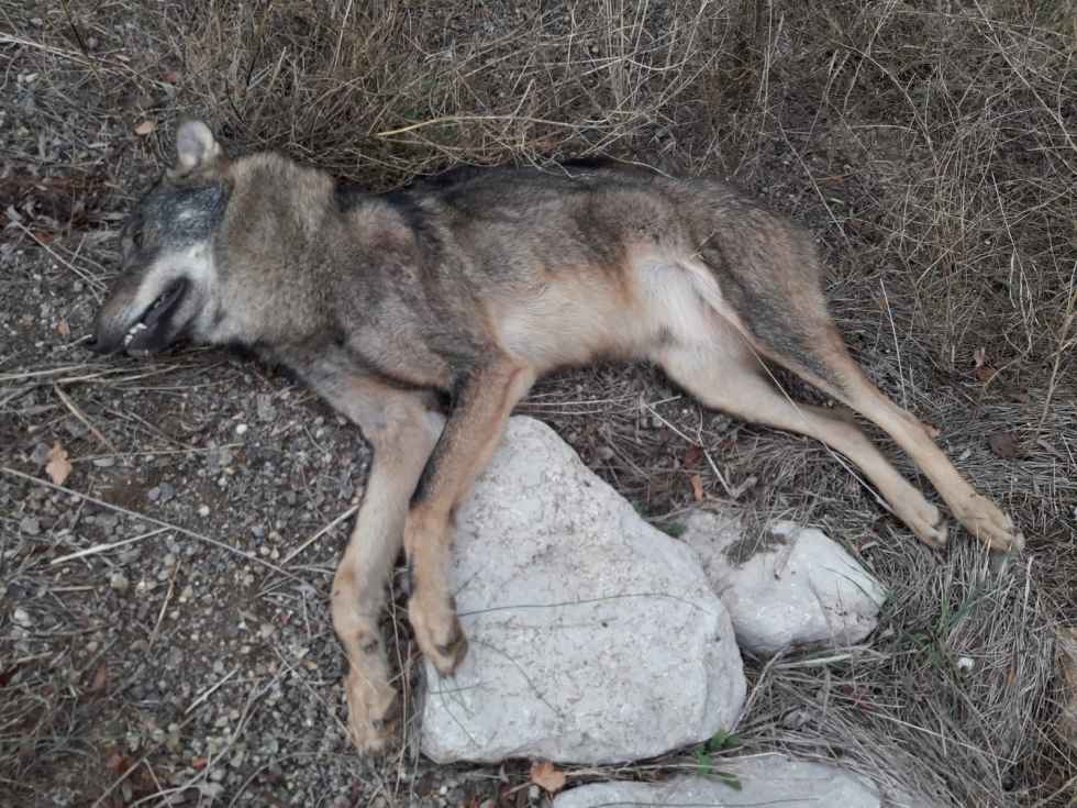 Atropellado un lobo en Almenar de Soria