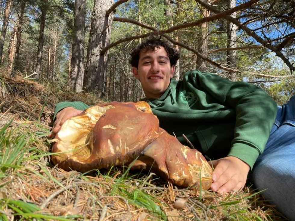 Un boletus pinícola de más de tres kilos