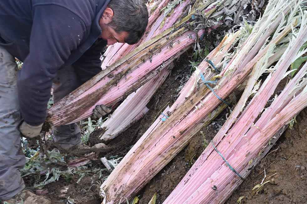 Llegan las Jornadas del Cardo de Ágreda - fotos