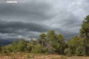 Regeneración forestal en 381 hectáreas