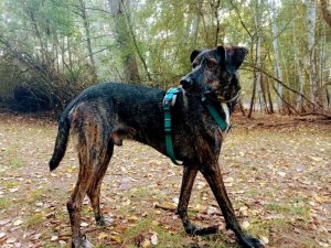 Perro perdido en la zona de Cidones