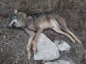 Atropellado un lobo en Almenar de Soria