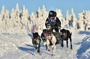 Dos leyendas del mushing, en Ólvega