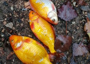 Extracción de peces ornamentales de "la Toba"