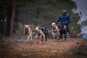 Los mushers sorianos ganan en Ólvega