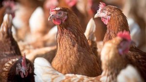 Declarado foco de gripe aviar en Valladolid