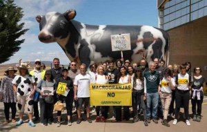 Greenpeace: "La macrogranja de Noviercas no se construirá"