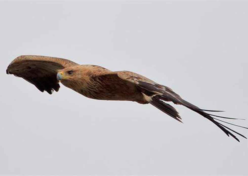 Las grandes rapaces forestales aumentan su población