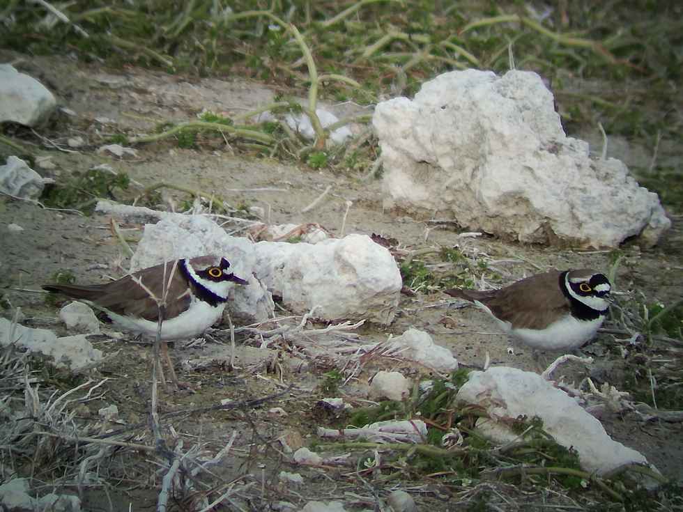 Nuevo censo de aves acuáticas invernantes Nuevo censo de aves acuáticas invernantes