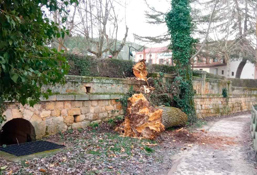 El fuerte viento derriba árbol en Fielato