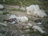 Nuevo censo de aves acuáticas invernantes