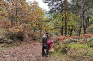 Montes de Soria expide permisos micológicos