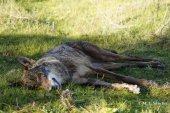 Nueva regulación de pagos por daños producidos por lobo