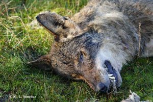 Hallazgo de loba muerta, presuntamente envenenada