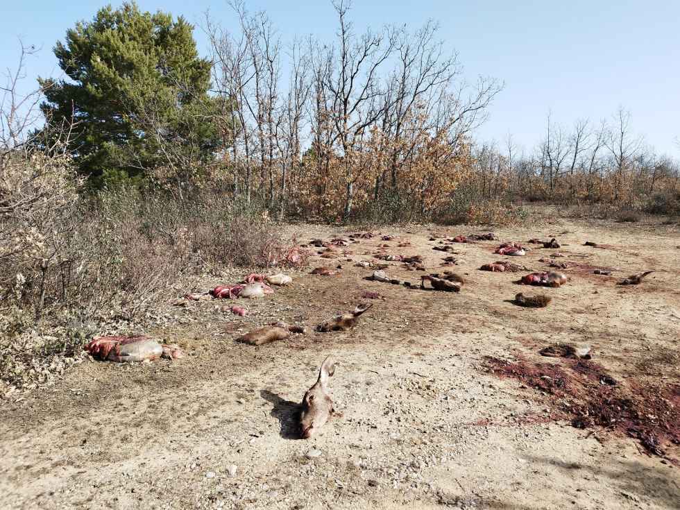 Se investigan restos de caza en Pedrajas Se investigan restos de caza en Pedrajas
