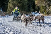 Hablar de mushing es hablar de Ólvega y Soria