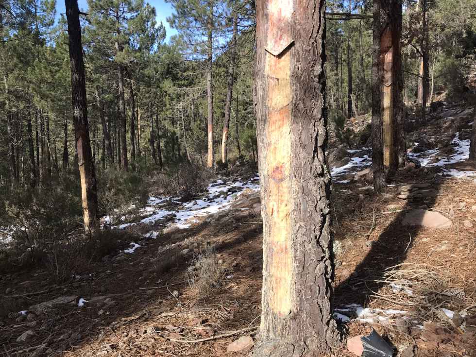 La resina: una oportunidad para los bosques y el medio rural La resina: una oportunidad para los bosques y el medio rural
