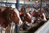 Nueva normativa para mejorar bienestar animal en granjas