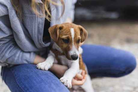 Detalles de la Ley de Bienestar Animal