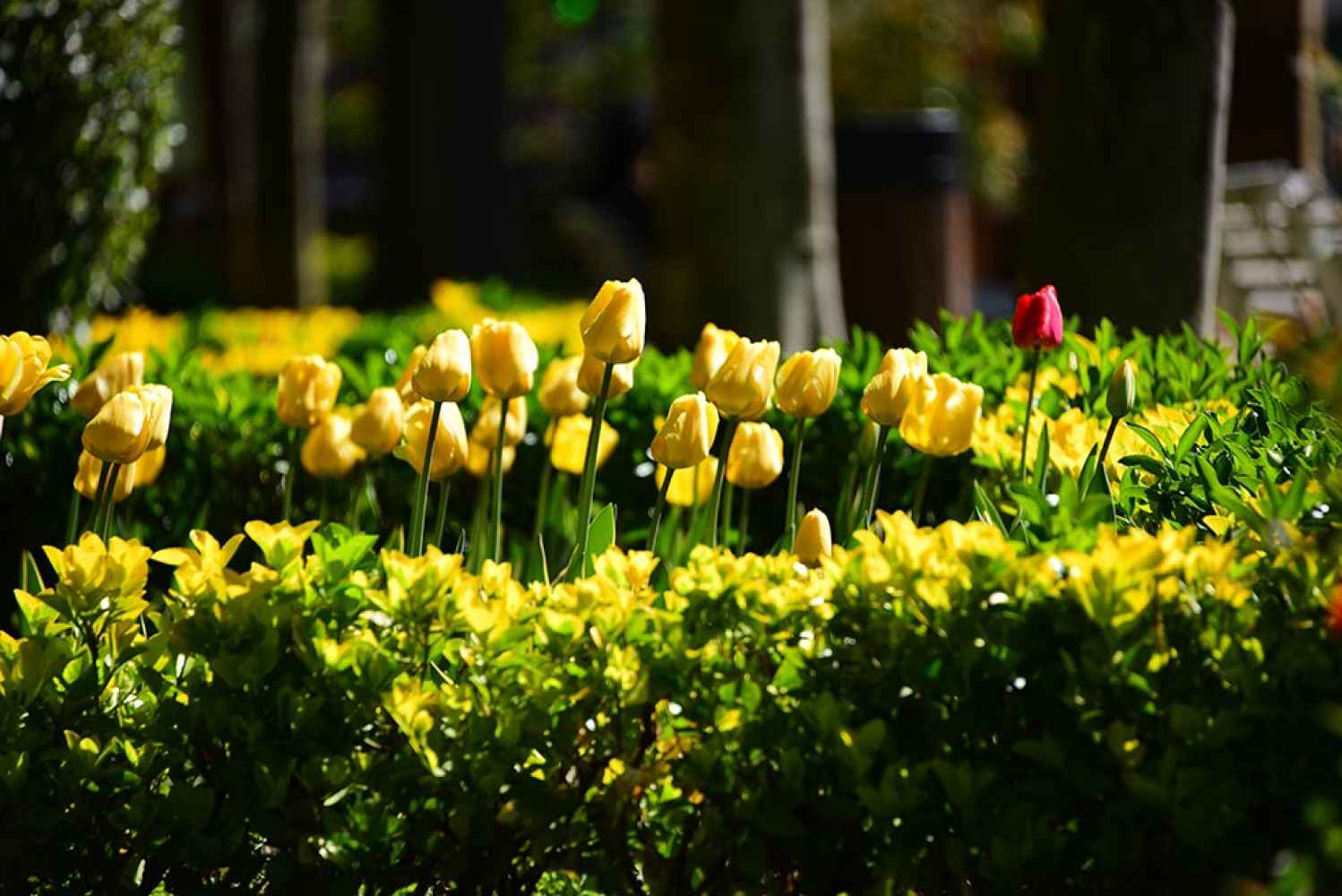 Soria: tiempo de tulipanes - fotos