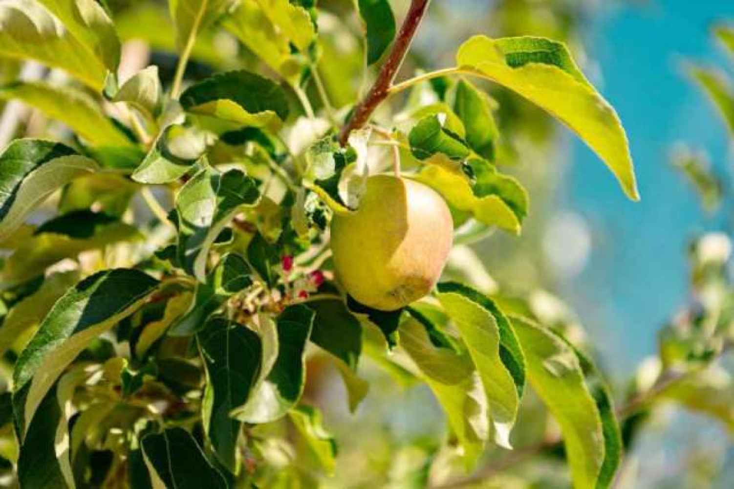 A punto III Jornadas de la Manzana de Soria A punto III Jornadas de la Manzana de Soria