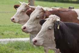 Preocupación por rumbo de lucha contra tuberculososis bovina