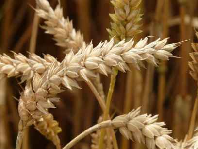 ASAJA pide protección para el sector cerealista