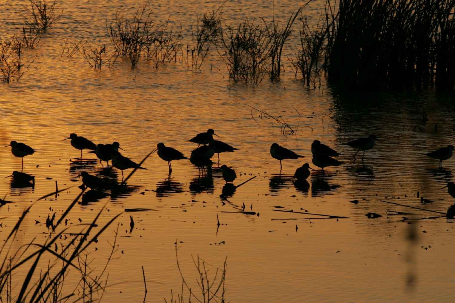 Las aves acuáticas más abundantes en la Comunidad