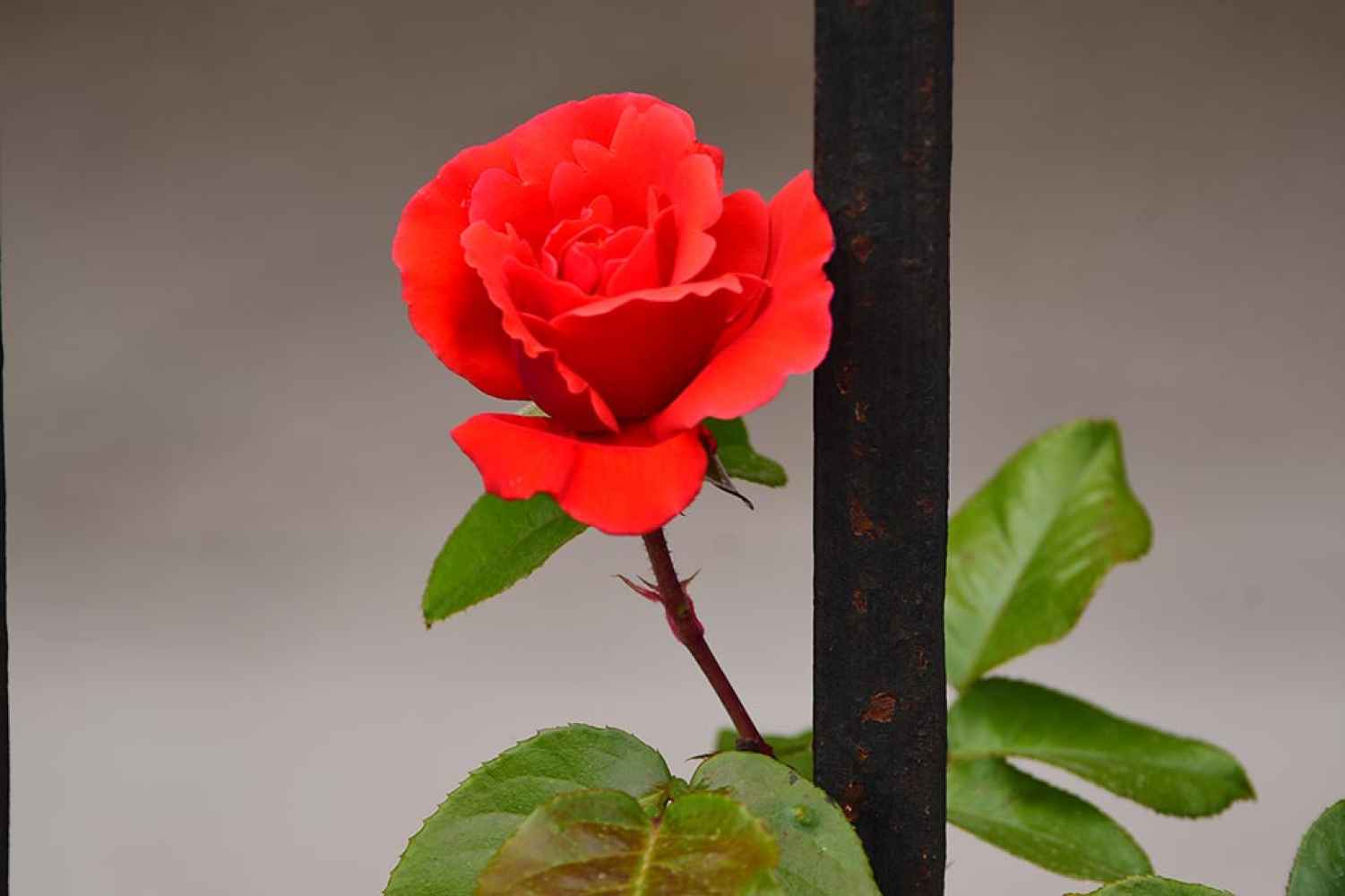 Soria: flores de mayo - fotos