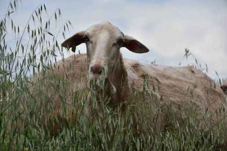 En busca de hierba en Soria - fotos