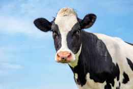 Limitado el movimiento de ganado bovino en la Comunidad