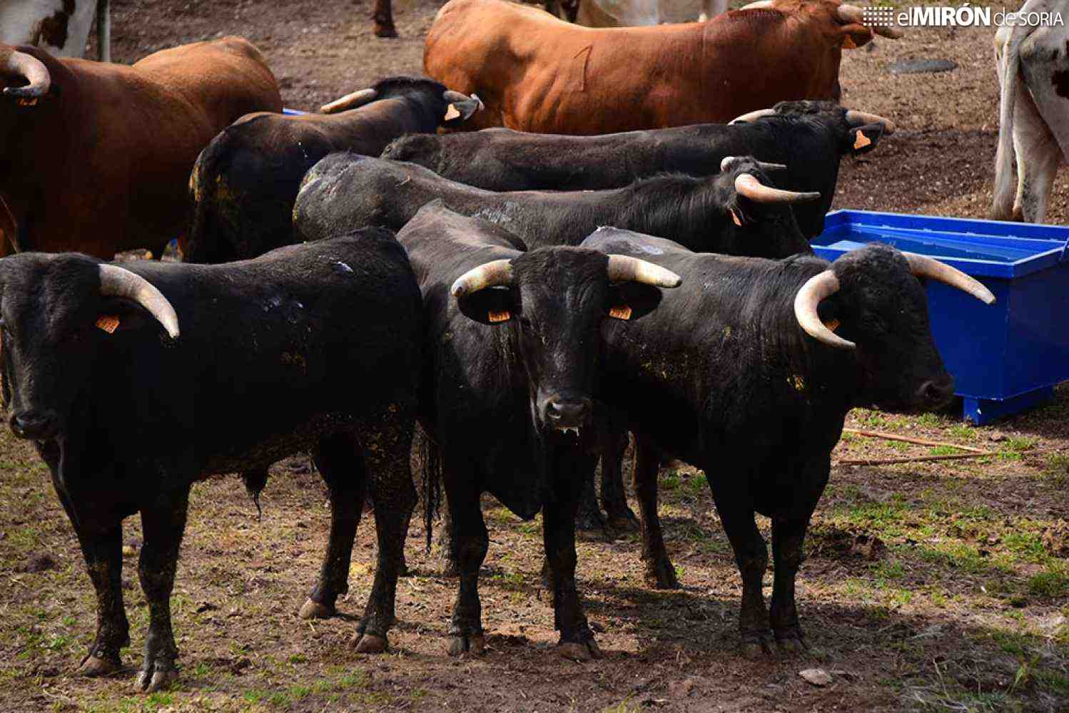 El alcalde de Soria pide prudencia para desencajonamiento de toros