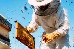 Soriactiva organiza curso sobre apicultura aplicada