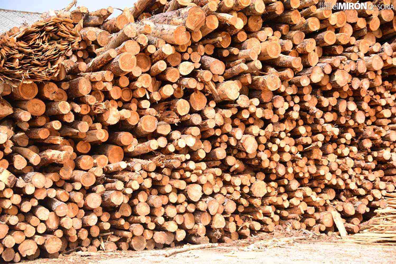 La Junta adjudica 14 lotes de madera