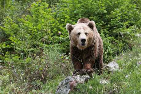 Protocolo para avisar de presencia de oso pardo en zonas urbanas