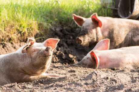 El sector porcino se recupera de pérdidas de 2022