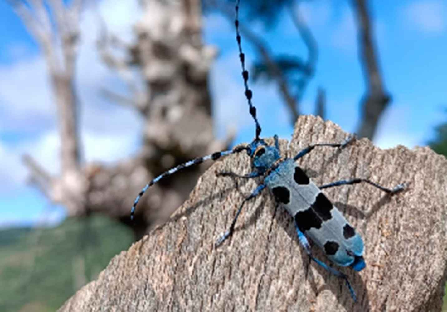 Actuaciones para conservar especies de coleópteros