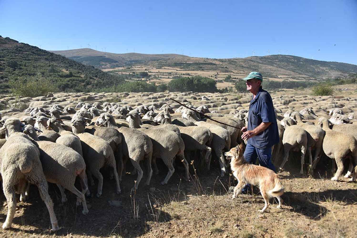 El último rebaño trashumante - fotos