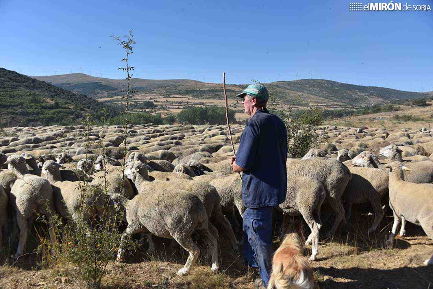 Cinco motivos de importancia de pastoreo para aves