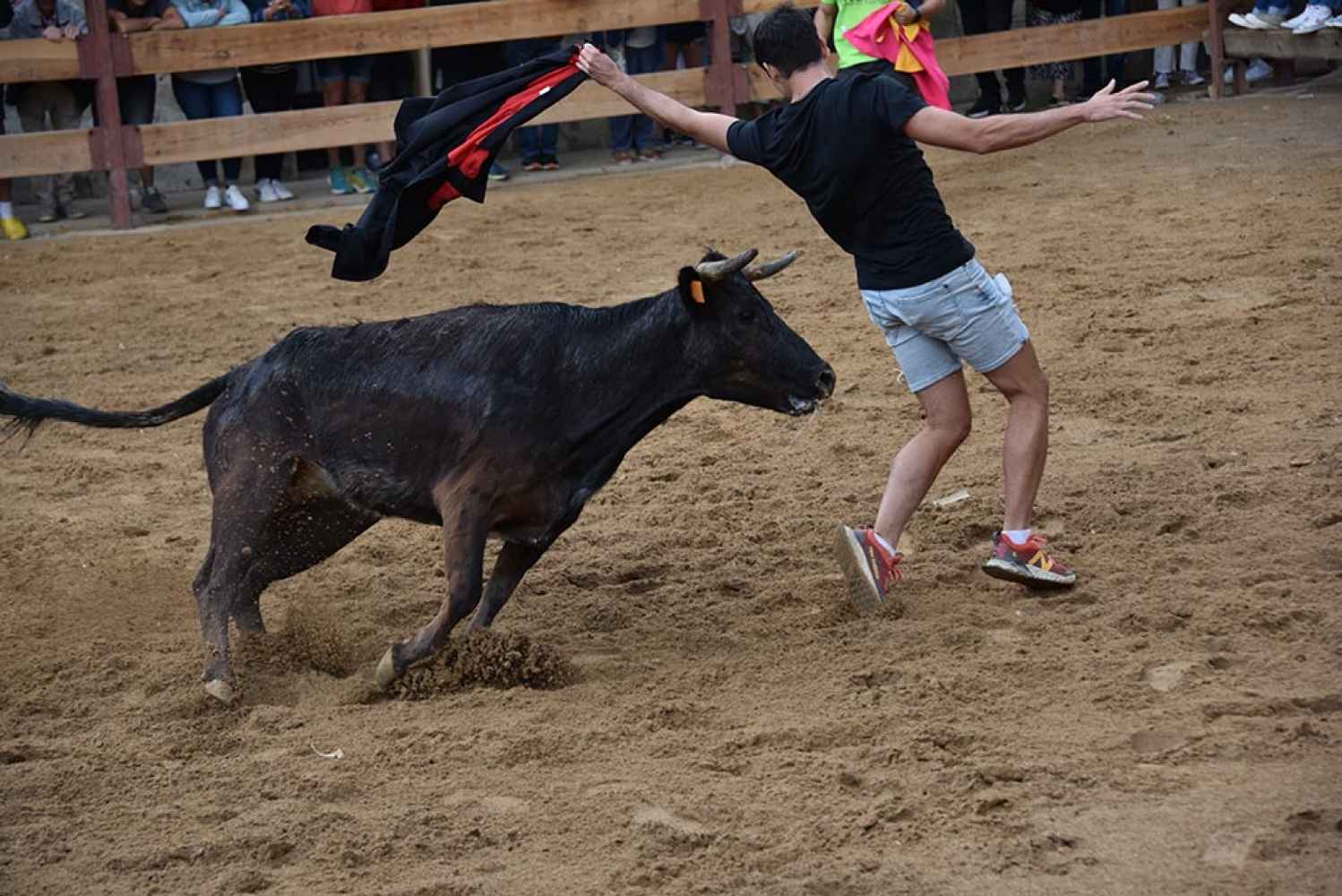 De vaquillas en las fiestas de Noviercas - fotos