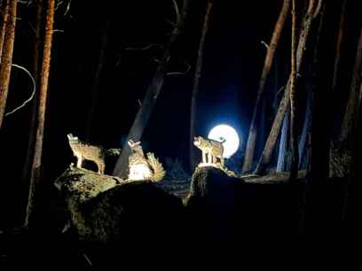 El Bosque Mágico atrae de noche a 4.000 visitantes