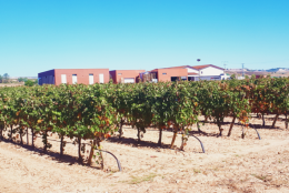 La gestión hídrica mejora producción y calidad de uva