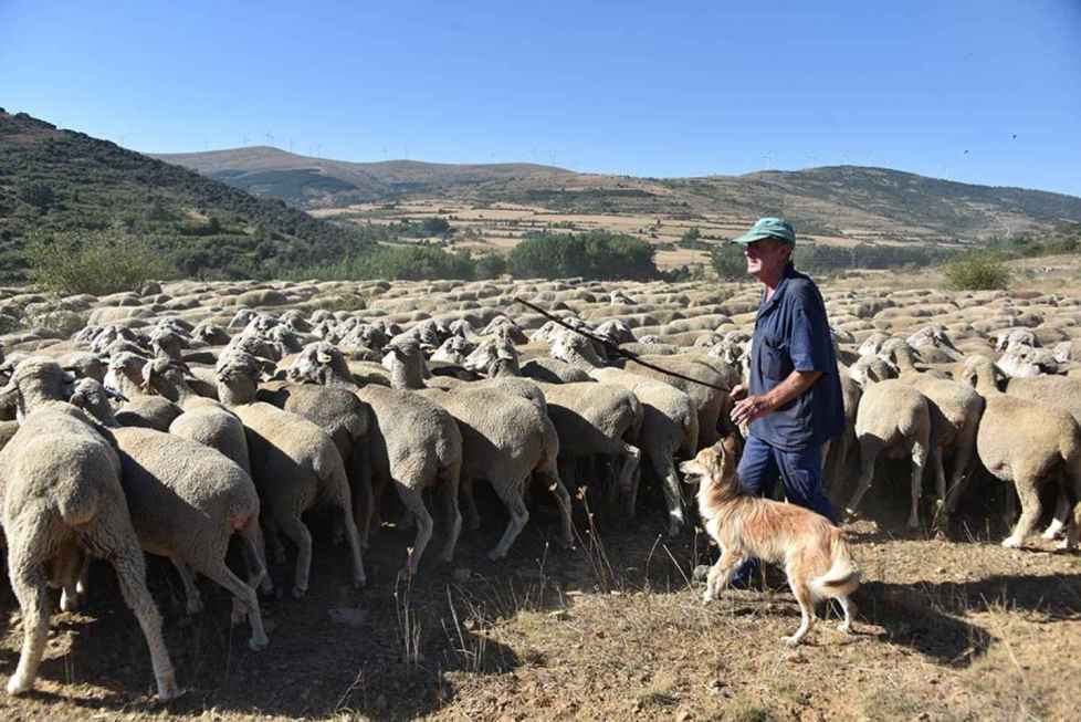 El último rebaño trashumante fotos