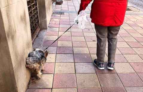 León obligará a propietarios de perros a limpiar sus orines