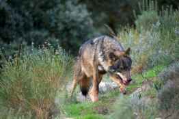 La Junta insta a flexibilizar protección del lobo