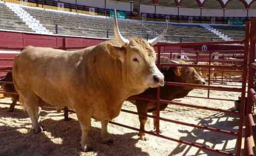 Regresa la Feria Ganadera de Soria